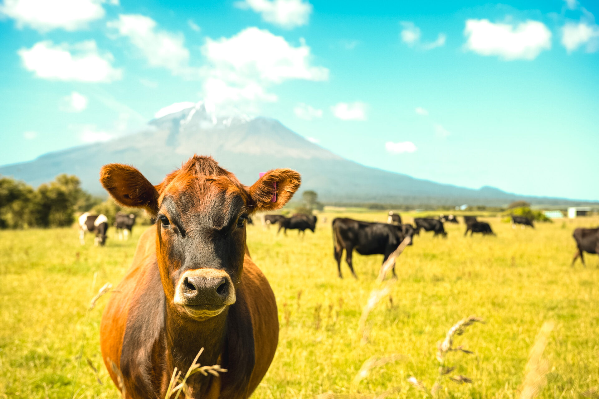 AlbumiNZ™ BSA: Grades and Applications