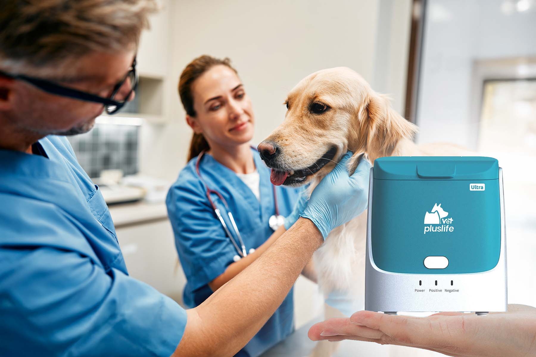 Animals for examination and treatment in the veterinary clinic