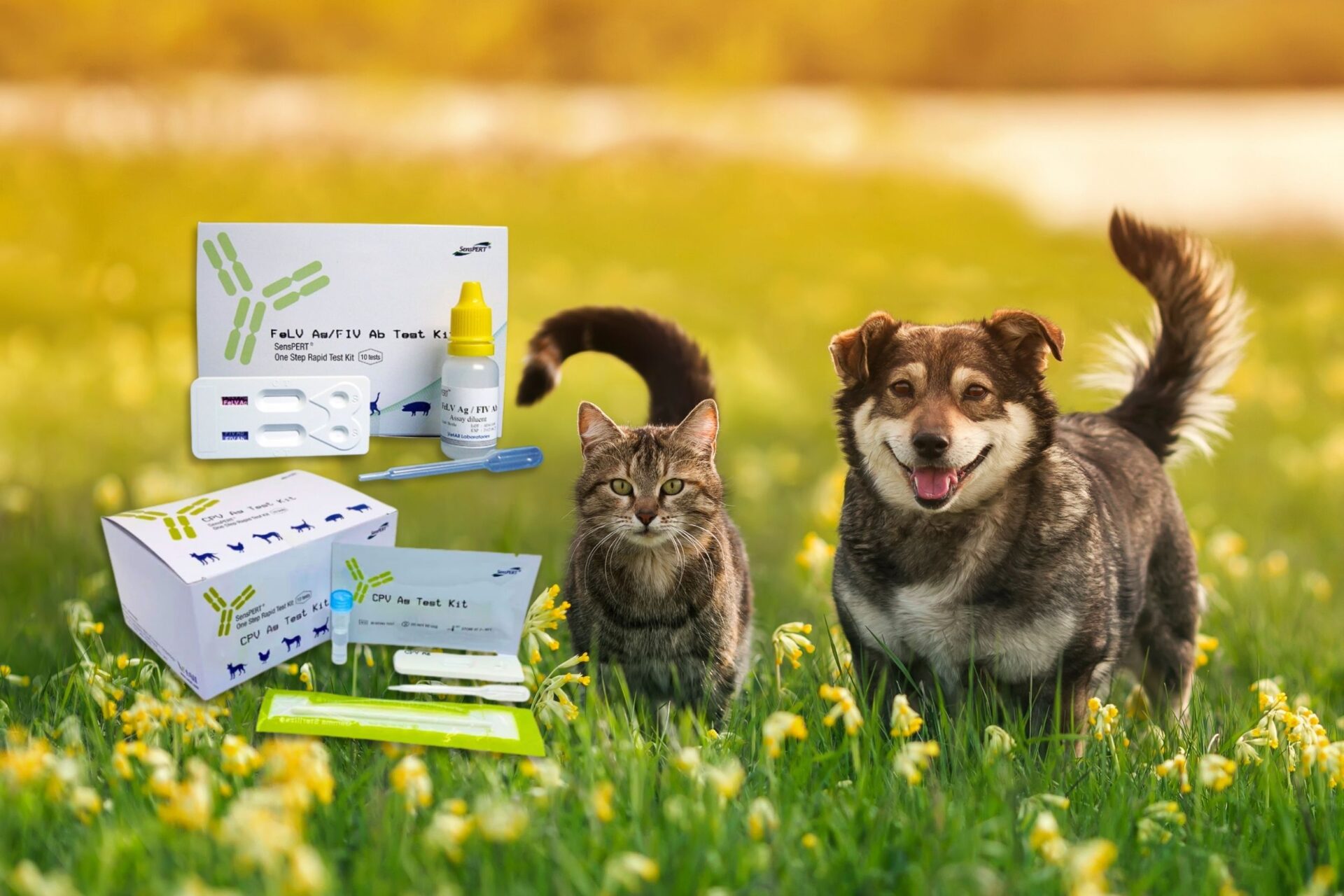 Rapid Antigen Point-Of-Care Testing for CPV and FeLV/FIV